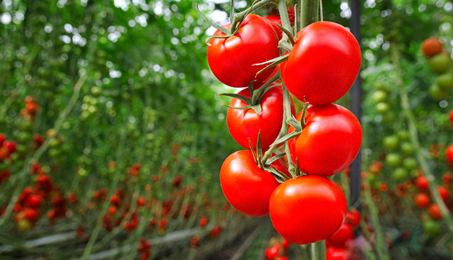 IoT: Internet of Tomatoes