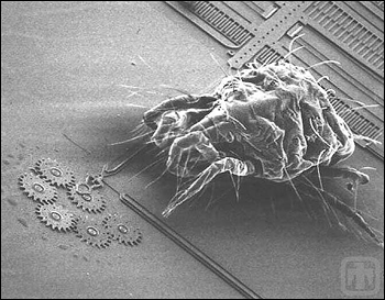 Figure 2. A spider mite (~0.5mm (~0.020 inches) long) on a MEMS to compare the gear size.