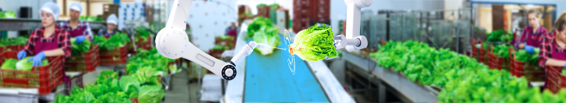 A pair of robotic arms in the process of cutting out the pit of a head of lettuce