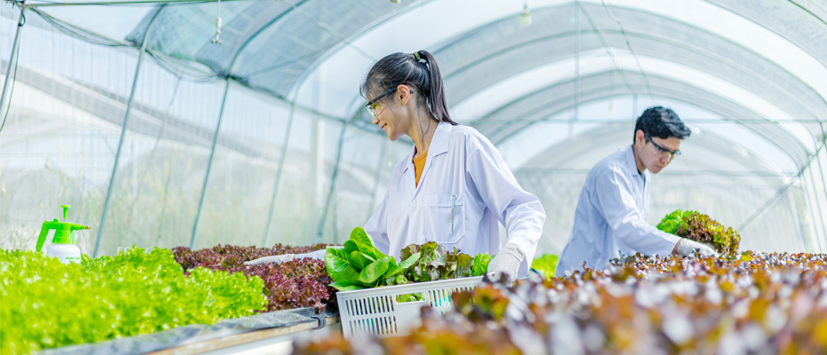 Scientist picking out lettuce from a greenhouse