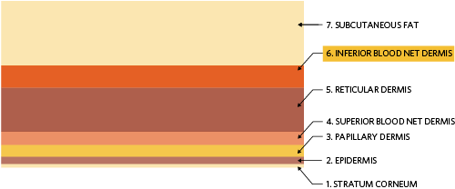 Figure 2. Seven-layer skin model. The first and outermost layer is the stratum corneum, and the innermost layer is the subcutaneous adipose tissue or fat layer.