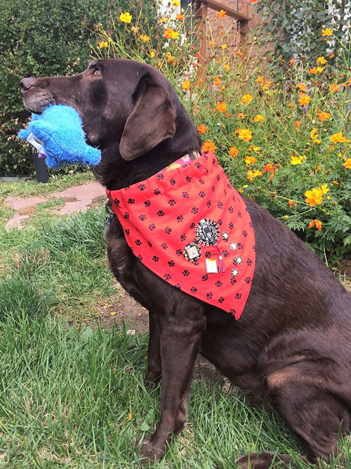 Mocha, the author’s dog, ready for a hike.