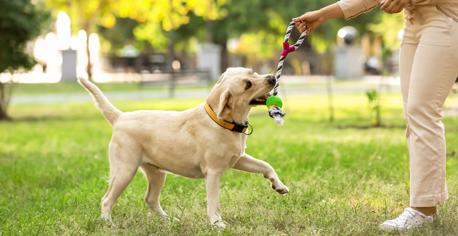 Image shows a dog and their owner playing in a park. The dog is tugging on a dog toy play-rope from owners hands.