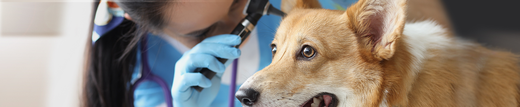 Image shows a Veterinarian Doctor examining a dog's infected ear using an ear inspection instrument.