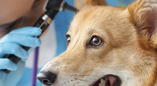 Image shows a Veterinarian Doctor examining a dog's infected ear using an ear inspection instrument.