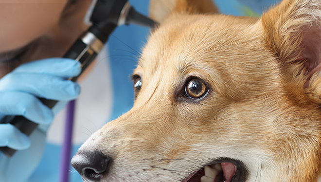 Image shows a Veterinarian Doctor examining a dog's infected ear using an ear inspection instrument.